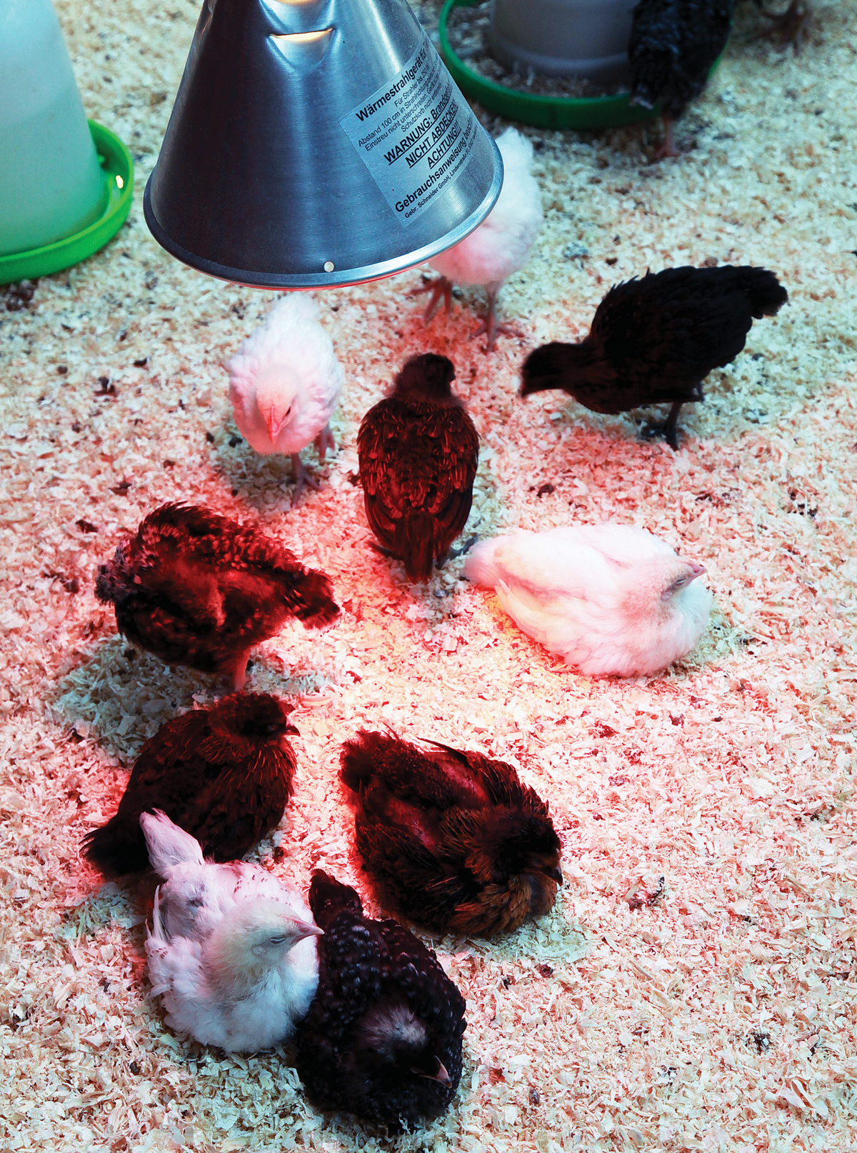 Best Chick Brooder Heater